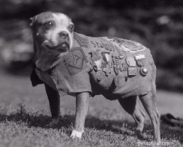 12 Surprising Facts About Pets in the Early 20th Century