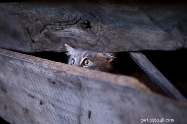 Stray Cat Suspected in Assault of 82‑Year‑Old Japanese Woman