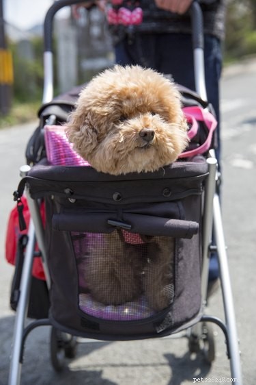 The Enduring Appeal of Pets: Why We Keep Adopting Them Despite Cost & Stress
