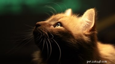Do Cats Truly Spot Ghosts? Uncovering the Truth Behind the Myth