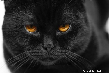 Do Cats Truly Spot Ghosts? Uncovering the Truth Behind the Myth