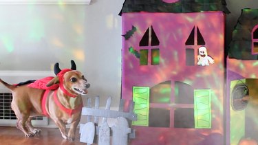Create a Spooky Pet House from Cardboard Boxes for Halloween