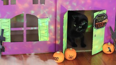 Create a Spooky Pet House from Cardboard Boxes for Halloween