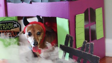 Create a Spooky Pet House from Cardboard Boxes for Halloween