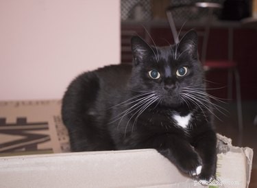 Debunking the Curse: Why Black Cats Are Often Seen as Bad Luck