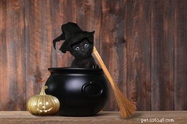 Debunking the Curse: Why Black Cats Are Often Seen as Bad Luck