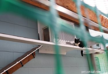 Catio 2017: 4 Essential Insights into the Hottest Cat Enclosure