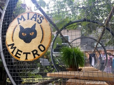 Catio 2017: 4 Essential Insights into the Hottest Cat Enclosure