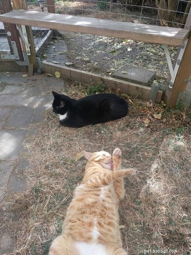 Catio 2017: 4 Essential Insights into the Hottest Cat Enclosure