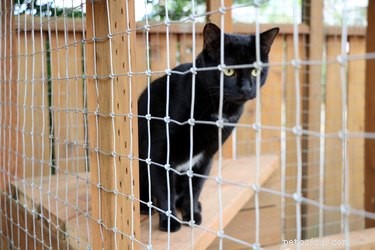 Catio 2017: 4 Essential Insights into the Hottest Cat Enclosure