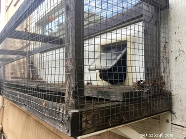 Catio 2017: 4 Essential Insights into the Hottest Cat Enclosure