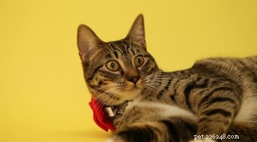 DIY Cardboard Scratching Post: Stylish, Affordable Cat Furniture