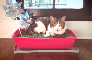 Build a Mini Indoor Garden for Your Cat: Easy DIY Guide