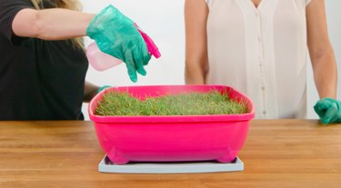 Build a Mini Indoor Garden for Your Cat: Easy DIY Guide