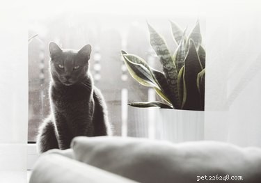 Discover Your Zodiac Cat Match: Which Cat Breed Reflects Your Sign?