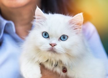 Discover Your Zodiac Cat Match: Which Cat Breed Reflects Your Sign?