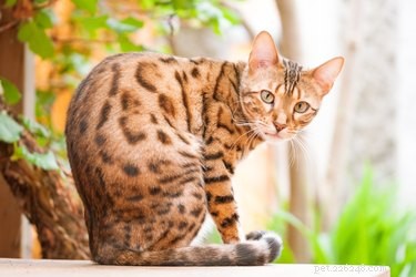 Discover Your Zodiac Cat Match: Which Cat Breed Reflects Your Sign?