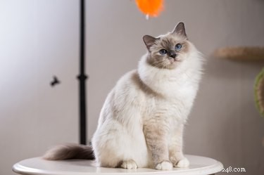 Discover Your Zodiac Cat Match: Which Cat Breed Reflects Your Sign?