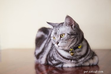 Discover Your Zodiac Cat Match: Which Cat Breed Reflects Your Sign?