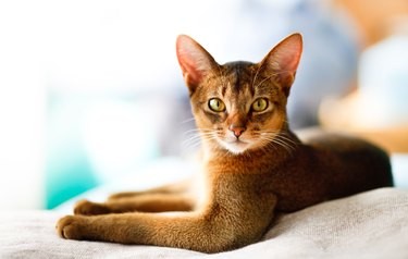 Discover Your Zodiac Cat Match: Which Cat Breed Reflects Your Sign?