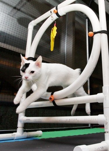 Discover Your Zodiac Cat Match: Which Cat Breed Reflects Your Sign?