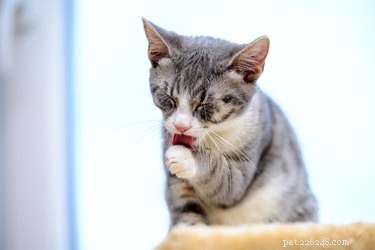 Why Cats Groom: Understanding Their Body-Part Choices