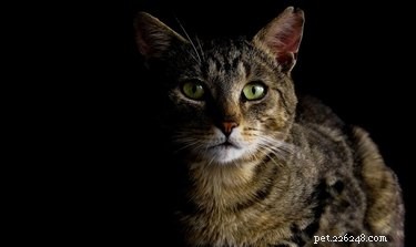 Do Cats Consume Their Owners After Death? National Geographic Reveals the Shocking Reality
