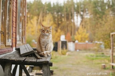 How Cats Self-Domesticated: The Science Behind Their Choice