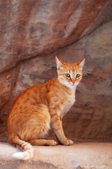 How Cats Self-Domesticated: The Science Behind Their Choice