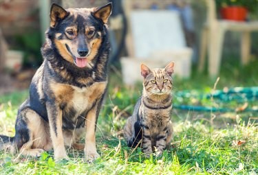 How Cats Self-Domesticated: The Science Behind Their Choice