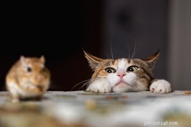 How Cats Self-Domesticated: The Science Behind Their Choice