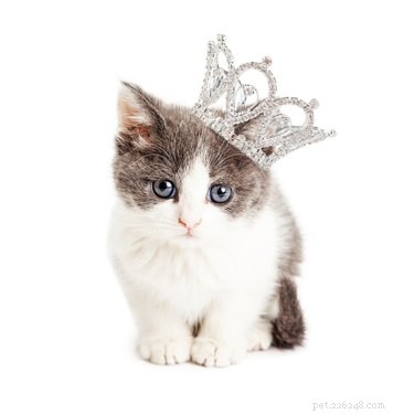 How Cats Self-Domesticated: The Science Behind Their Choice
