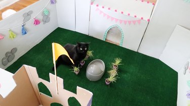 Build an Epic DIY Cardboard Cat Castle: Step‑by‑Step Guide