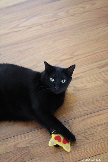 Create No‑Sew Emoji Catnip Toys: A Quick & Fun DIY for Modern Cats