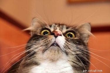 10 Common Cat Care Mistakes to Avoid