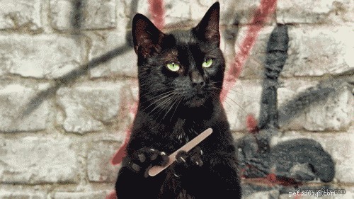 10 Common Cat Care Mistakes to Avoid
