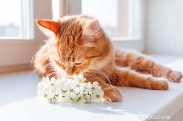 10 Common Cat Care Mistakes to Avoid