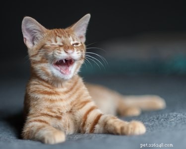 10 Common Cat Care Mistakes to Avoid