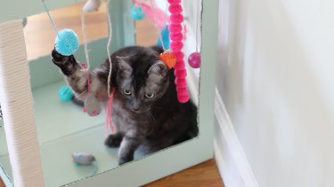 Transform a Cardboard Box into a Custom Cat Play Center