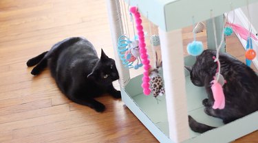 Transform a Cardboard Box into a Custom Cat Play Center