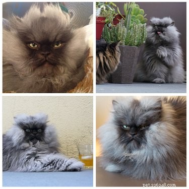 Scientists Identify Five Distinct Personality Types in Cats