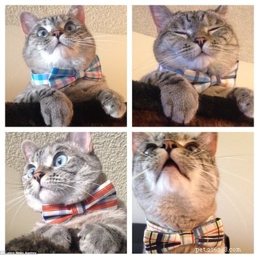 Scientists Identify Five Distinct Personality Types in Cats