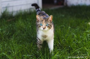 Inside Your Cat’s World: How They Truly See You and Your Home