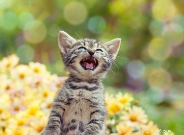 Could Earth Perish if All 600 Million Cats Meowed Simultaneously?