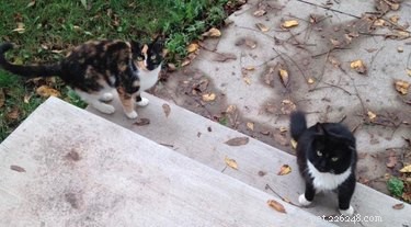 Create a Cozy Winter Shelter for Your Feral Cats: A Step-by-Step Guide