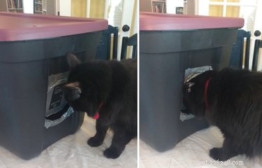 Create a Cozy Winter Shelter for Your Feral Cats: A Step-by-Step Guide