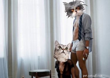 Cats and Human Sexuality: Research Explores Parasite Links to Kinkiness
