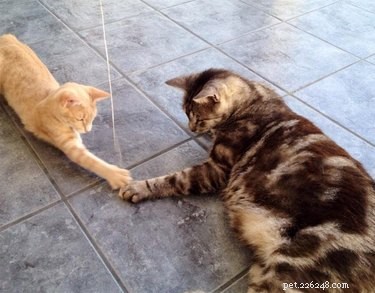 200 Delicious Food-Inspired Names for Your New Cat