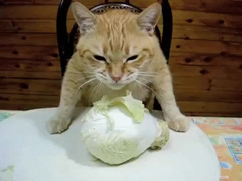 200 Delicious Food-Inspired Names for Your New Cat