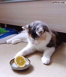 200 Delicious Food-Inspired Names for Your New Cat